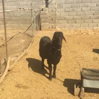 بره قوچ همو لخت درجه یک