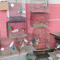 مرغ عشق هلندی وهلندی
