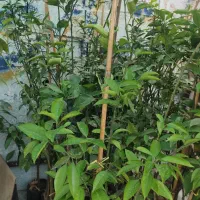 نهال مرکبات180تومان