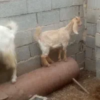 بزباکهره ماده