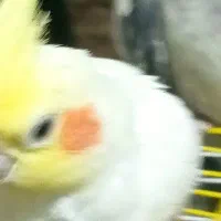 طوطی عروس نر هردوسخنگو