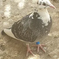 سلام خدمت عشق بازان پاک