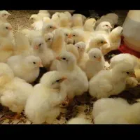 فروش جوجه گوشتی واکسن خورده درجه یک