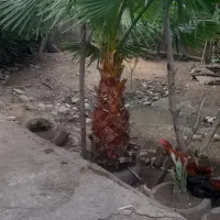 دو عدد درخت زینتی پالم