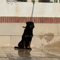 واگزاری سگ روتوایلر اصیل