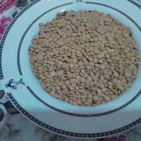 عدس درشت وپزا
