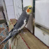 عروس هلندی نر