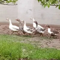 غاز
