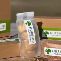 یال شیر درجه A بصورت خورد و عمده