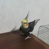 عروس هلندی نر