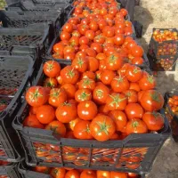 قیمت واقعی محصولت بگیر فروش حق‌العملی تسویه تضمینی