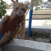گربه