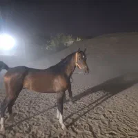 حیوانی نجیب