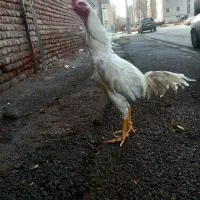 جوجه خروس لاری