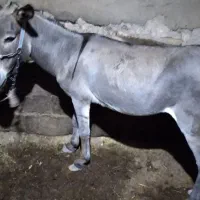 الاغ نر