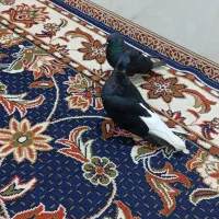 کفتر