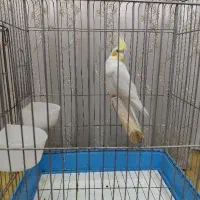 پرنده