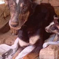 سگ ماده(ژرمن،مالنیوز)