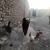 مرغ