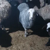 باسلام 3عددبره ماده دونی 25کیلوفروش