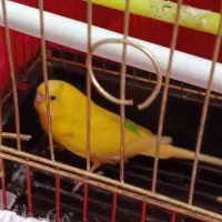 پرنده یک عدد مرغ عشق ویک عدد طوطی برزیلی