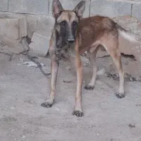 سگ فروشی