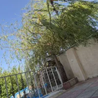 زمین کلنگی با درخت دوساله