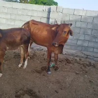 ماده گاو و گوساله