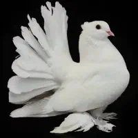 کبوتر