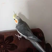 عروس دستی صحبتی