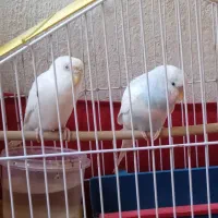 مرغ عشق سفید خوشگل خوشگل