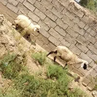 ۲عدد گوسفند