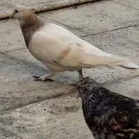 کفتر ماده زردی