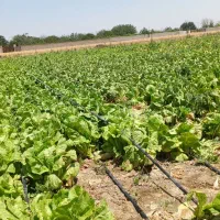 فروش-کلی-باغ-کاهو