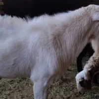 بز سانن معاوضه با بره نر