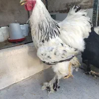 خروس برهما