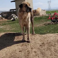 سگ گله
