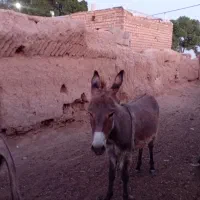 کره الاغ نر فروش فوری