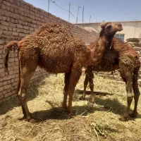 شتر فروشی