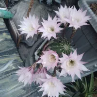کاکتوس