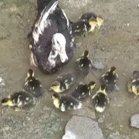 اردک اسرائیلی همراه مادر