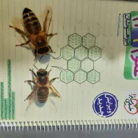 کتاب علوم خیلی سبز نهم