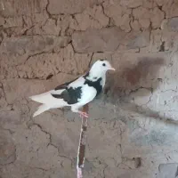 کبوتر پلنگ