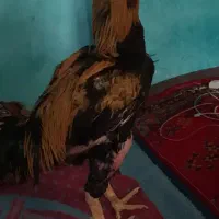 خروس لاری