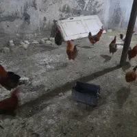 خروس رسمی