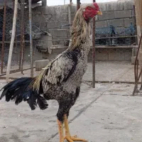 خروس لاری اصیل