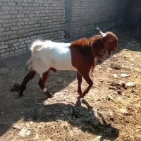 بز افغانی