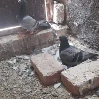 کبوتر|پرنده|سده (خراسان جنوبی), |دیوار