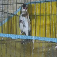 سهره نر بخون جوان نوک پا سفید