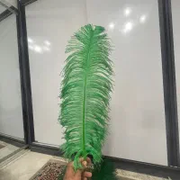 شاه پر علامت درجه یک